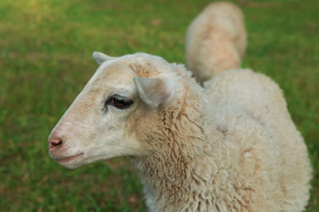thoughtful white lamb with charming look close-upの写真素材