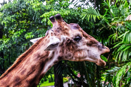 A giraffe is eating a leaf from a treeの写真素材