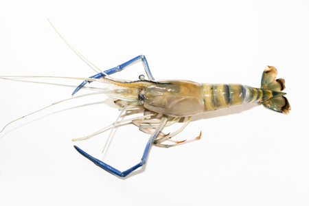 large live shrimp with big blue claws close-up on white backgroundの写真素材