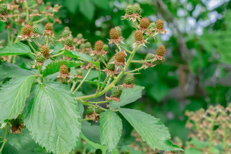 A bunch of berries are growing on a bush. The berries are green and ripe.