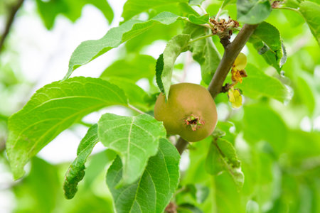 a slightly red ripening apple hangs on a tree branchの写真素材