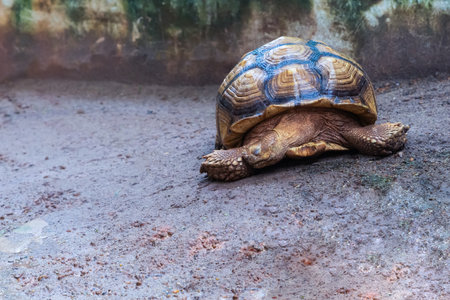 A turtle is laying on the groundの写真素材