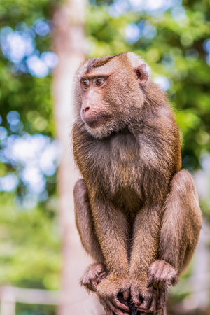 large adult portrait of a monkey sitting on a wooden pole on a blurred background of a rainforest...