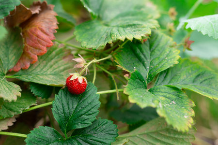 red strawberry is sitting on a leaf. The leaf is green and has a few brown spotsの写真素材