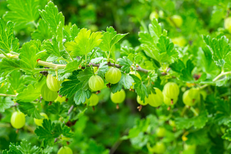 A branch of green leaves with small green berries. The berries are clustered together and are green in colorの写真素材
