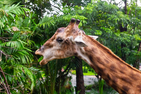 A giraffe is eating a leaf from a tree. The giraffe is brown and white with a long neckの写真素材