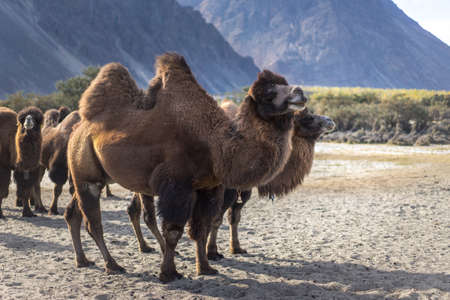 Many camels wait for food in the middle of the valley.の写真素材