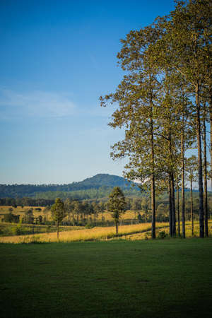 Atumn forest trees, nature green wood mountain backgrounds.の写真素材