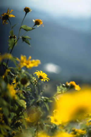 Yellow flowers in the middle of the valley. Countryside road along yellow rapeseed flower field and blue sky,  in Mae Hong Son, thailand.の写真素材