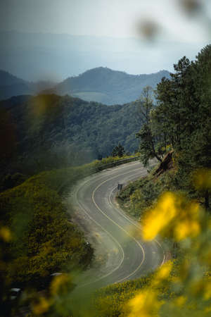 Yellow flowers in the middle of the valley. Countryside road along yellow rapeseed flower field and blue sky,  in Mae Hong Son, thailand.の写真素材