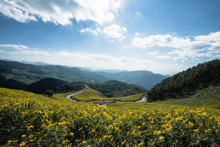 Yellow flowers in the middle of the valley. Countryside road along yellow rapeseed flower field and blue sky,  in Mae Hong Son, thailand.の写真素材