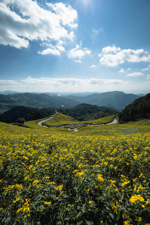 Yellow flowers in the middle of the valley. Countryside road along yellow rapeseed flower field and blue sky,  in Mae Hong Son, thailand.の写真素材