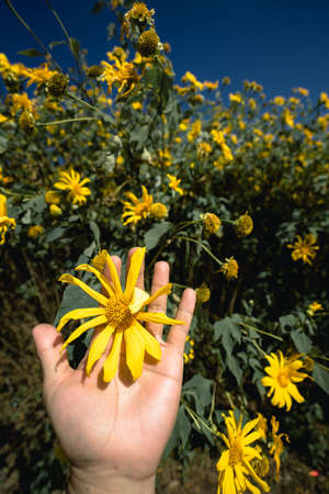 Yellow flower. Beauty yellow  flower in the hand. Nature and human. Spring background.の写真素材