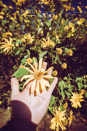 Yellow flower. Beauty yellow  flower in the hand. Nature and human. Spring background.の写真素材