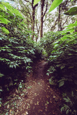 Kio Mae Pan walk to backpack and trekking mountain landscape viewpoint of Kio Mae Pan, Chiang Mai, Thailand.の写真素材