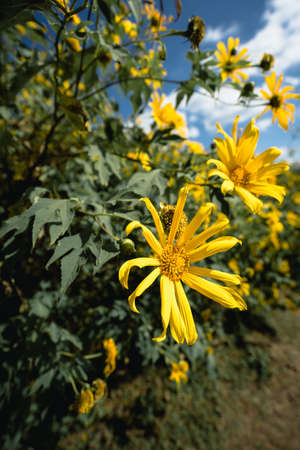 Yellow flowers in the middle of the valley. Countryside road along yellow rapeseed flower field and blue sky,  in Mae Hong Son, thailand.の写真素材