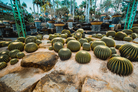 Cantus in Nong Nuch Garden の写真素材