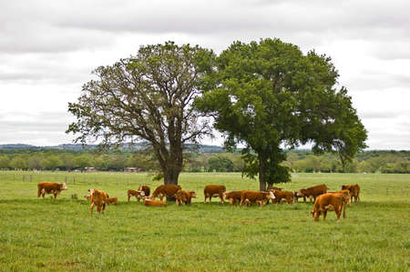 Cows grazing grass on green fieldの写真素材