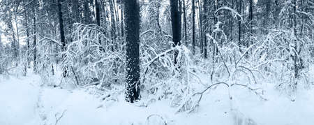 Snow panorama in winter forest. Tinted pictureの写真素材
