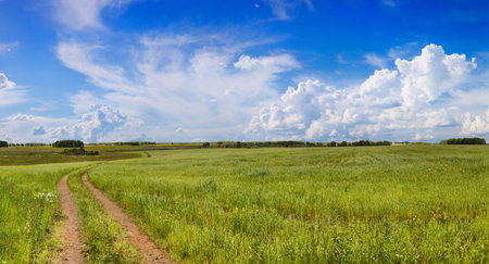 Road in a field with green grass