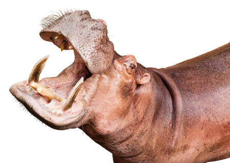 hippopotamus isolated on  white backgroundの写真素材