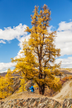 Photographer taking picture in mountains under yellow larchの写真素材