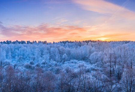 Winter landscape - frosty trees in the forest in the sunny morning under blue sky.の写真素材
