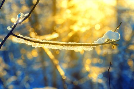 Hoarfrost on the Branches of Trees in the Forest in the Rays of the Rising Sunの写真素材