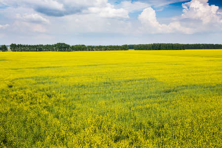Yellow blooming field in the countryside. Blooming rapeseed.の写真素材