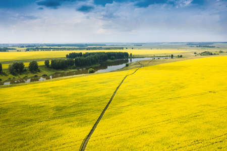Yellow blooming field in the countryside. Blooming rapeseed.の写真素材