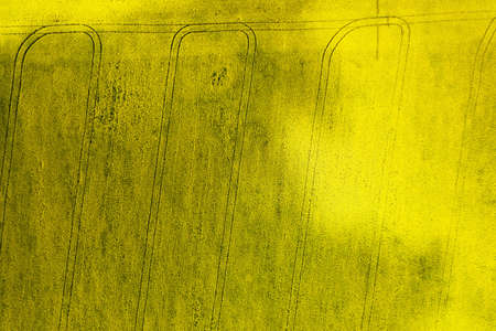 Tractor tracks in the yellow blooming field in the countryside. Blooming rapeseed.の写真素材