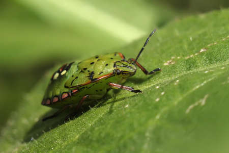 palomena prasina bug on leafの写真素材