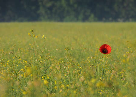 single poppy in a fieldの写真素材