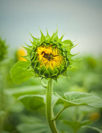 Ants on a sunflowerの写真素材