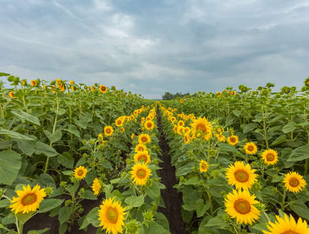 Sunflowers fieldの写真素材