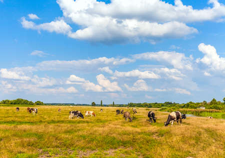 Cows on meadow with green and yellow grassの写真素材
