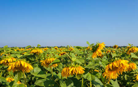 sunflowers at the field in summerの写真素材