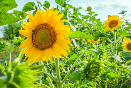 sunflowers at the field in summerの写真素材
