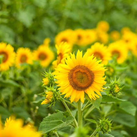 sunflowers at the field in summerの写真素材