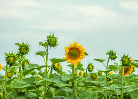 sunflowers at the field in summerの写真素材