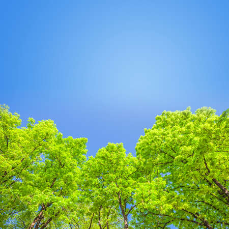 Green branches in a wood and blue skyの写真素材