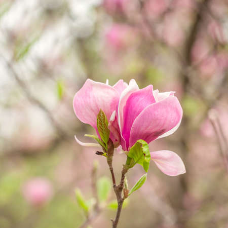 pink magnolia flowersの写真素材