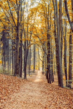 Beautiful autumn forestの写真素材