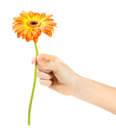 hand with a flower isolated on whiteの写真素材