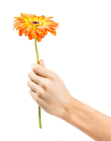 hand with a flower isolated on whiteの写真素材