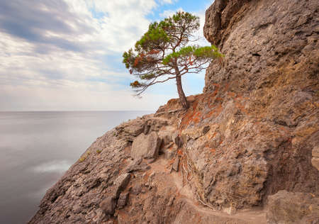 sunrise in mountains with tree and seaの写真素材