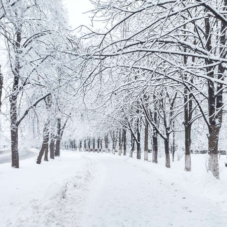 winter city park in morningの写真素材