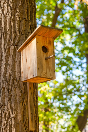 Starling house on pine tree in forest