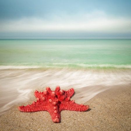 Landscape with starfish on sandy beachの写真素材