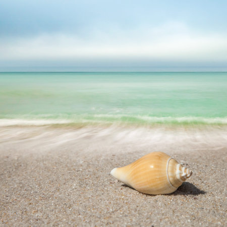 Landscape with shells on sandy beach